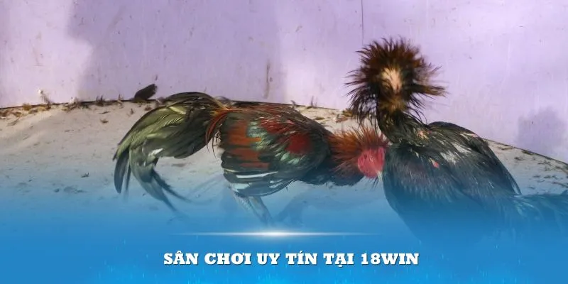 Các hình thức đá gà onl tại 18win