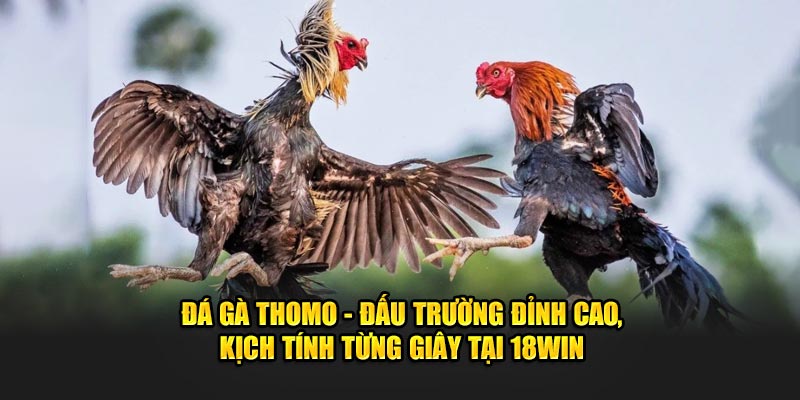 Tham gia cá cược trực tuyến đá gà 18win 